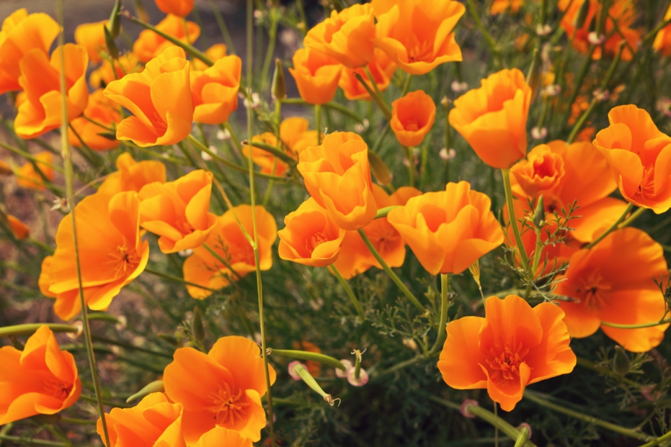 Flowers1heiress12001 940x626 Past Mt Hood