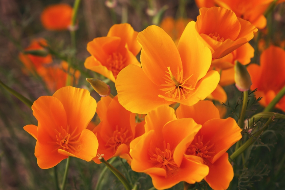 Flowers3heiress12001 940x626 Past Mt Hood