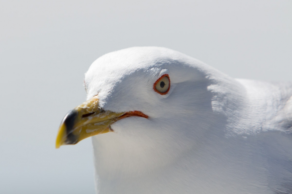 seagull12001 940x626 Past Mt Hood
